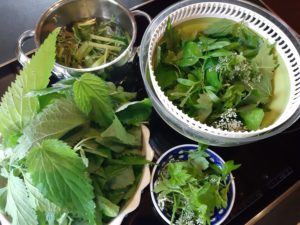 Ernte von heute für Gemüse, Salat, Chips und Tee